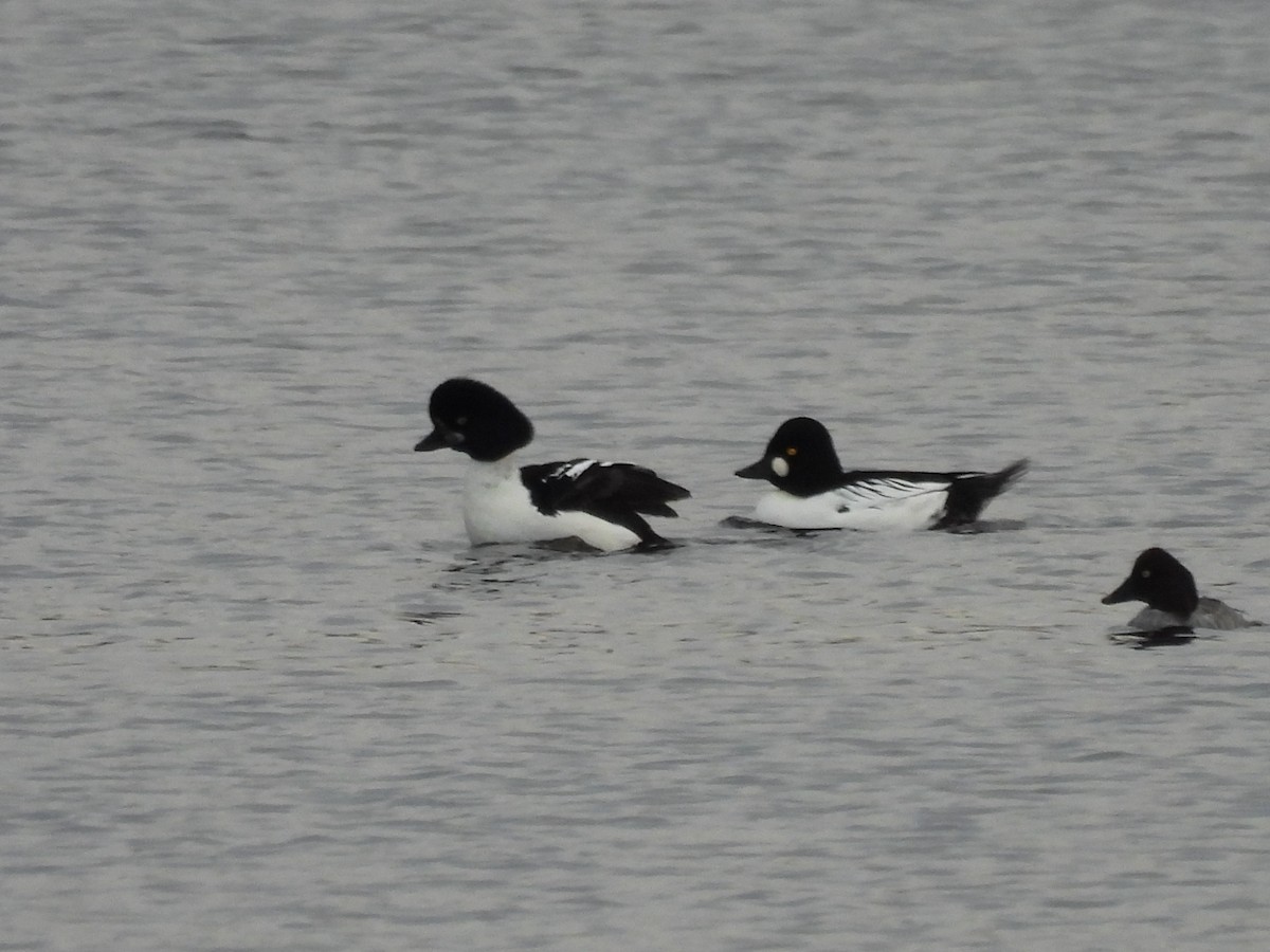 キタホオジロガモ - ML644332518