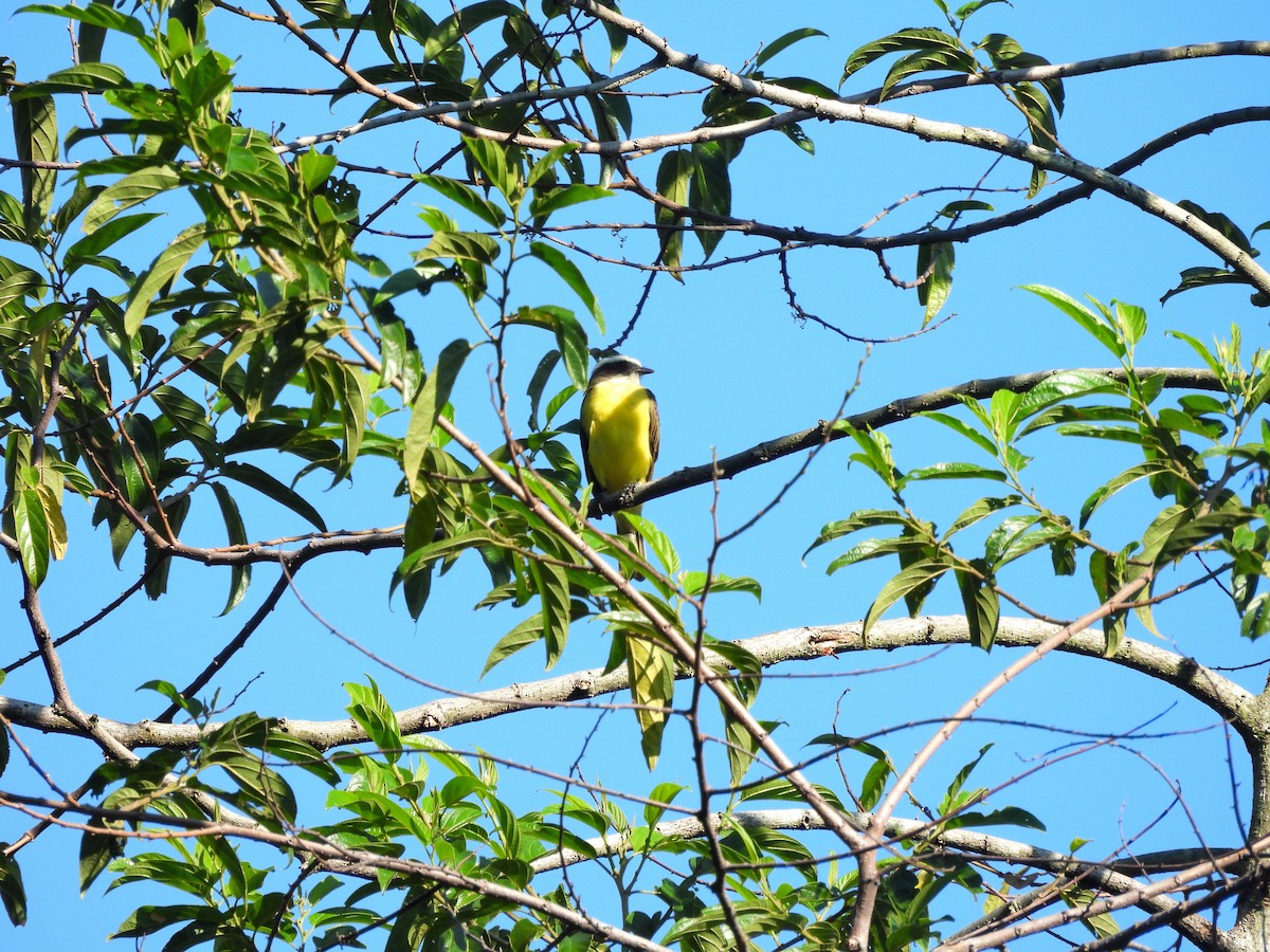 Social Flycatcher - ML644332526