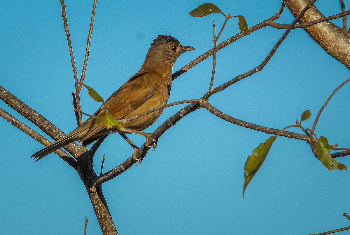 blekbrysttrost - ML644332538