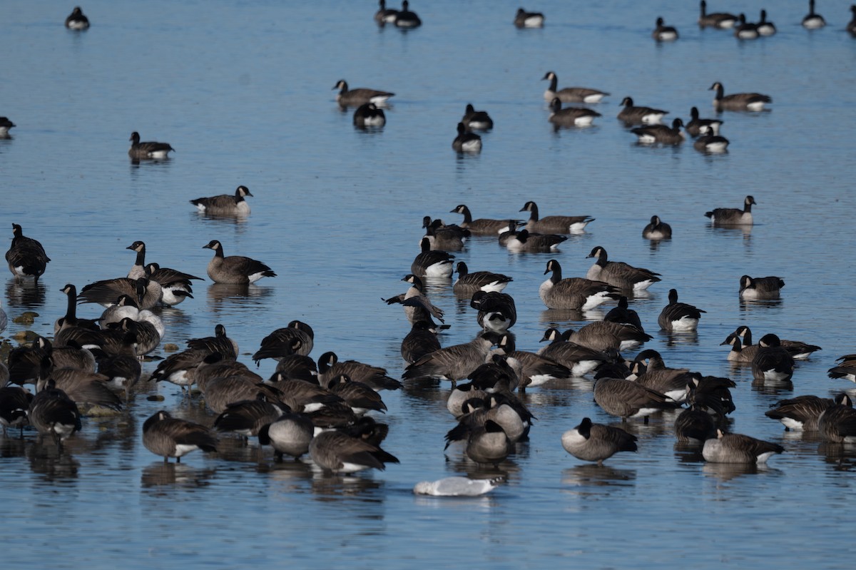 Харлаг галуу - ML644332543