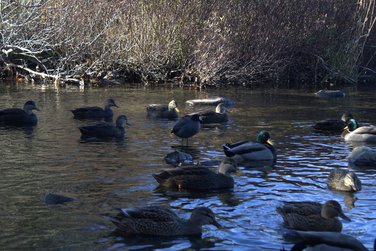American Coot - ML644332545