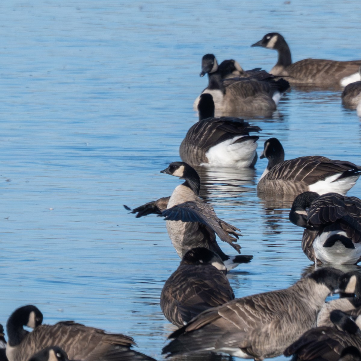 Харлаг галуу - ML644332549