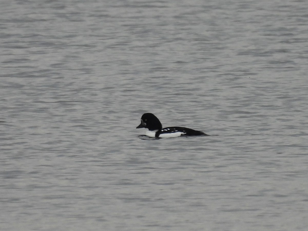 キタホオジロガモ - ML644332553