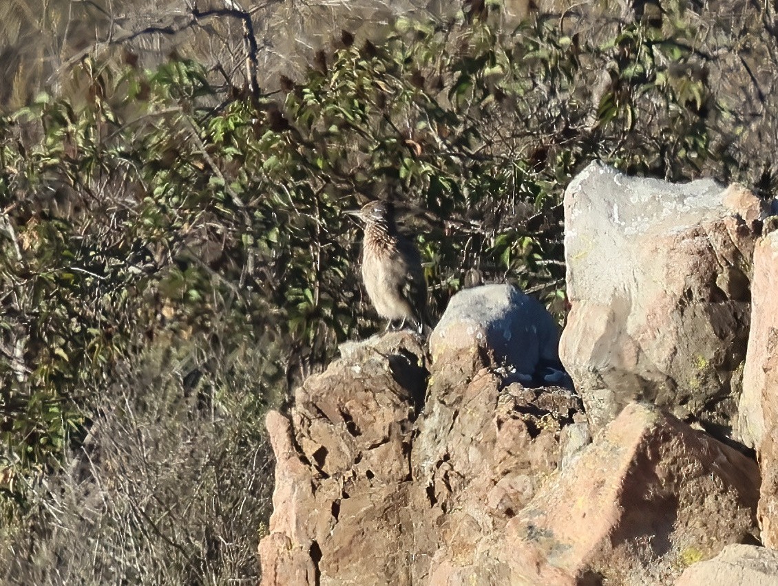 Greater Roadrunner - ML644332558
