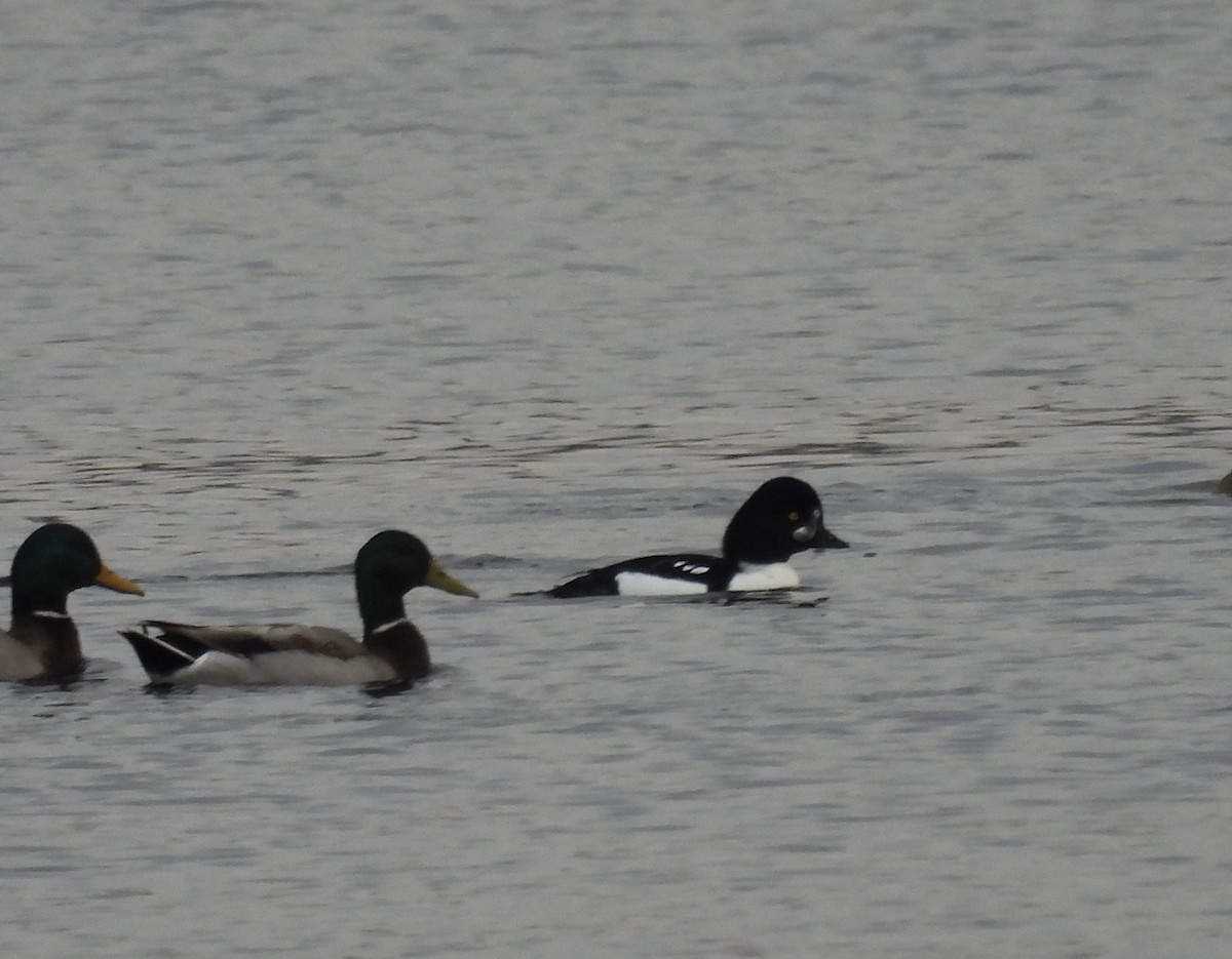 キタホオジロガモ - ML644332570