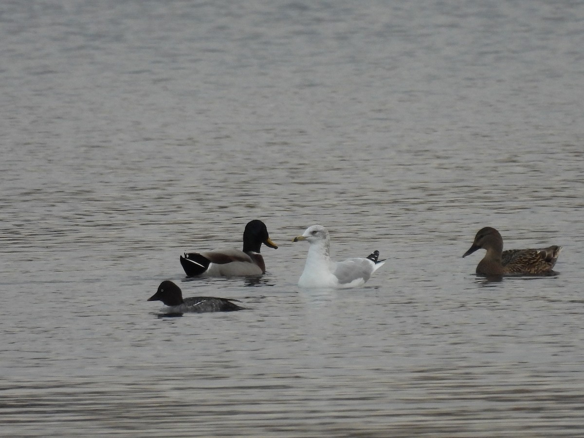 Делавэрская чайка - ML644332572