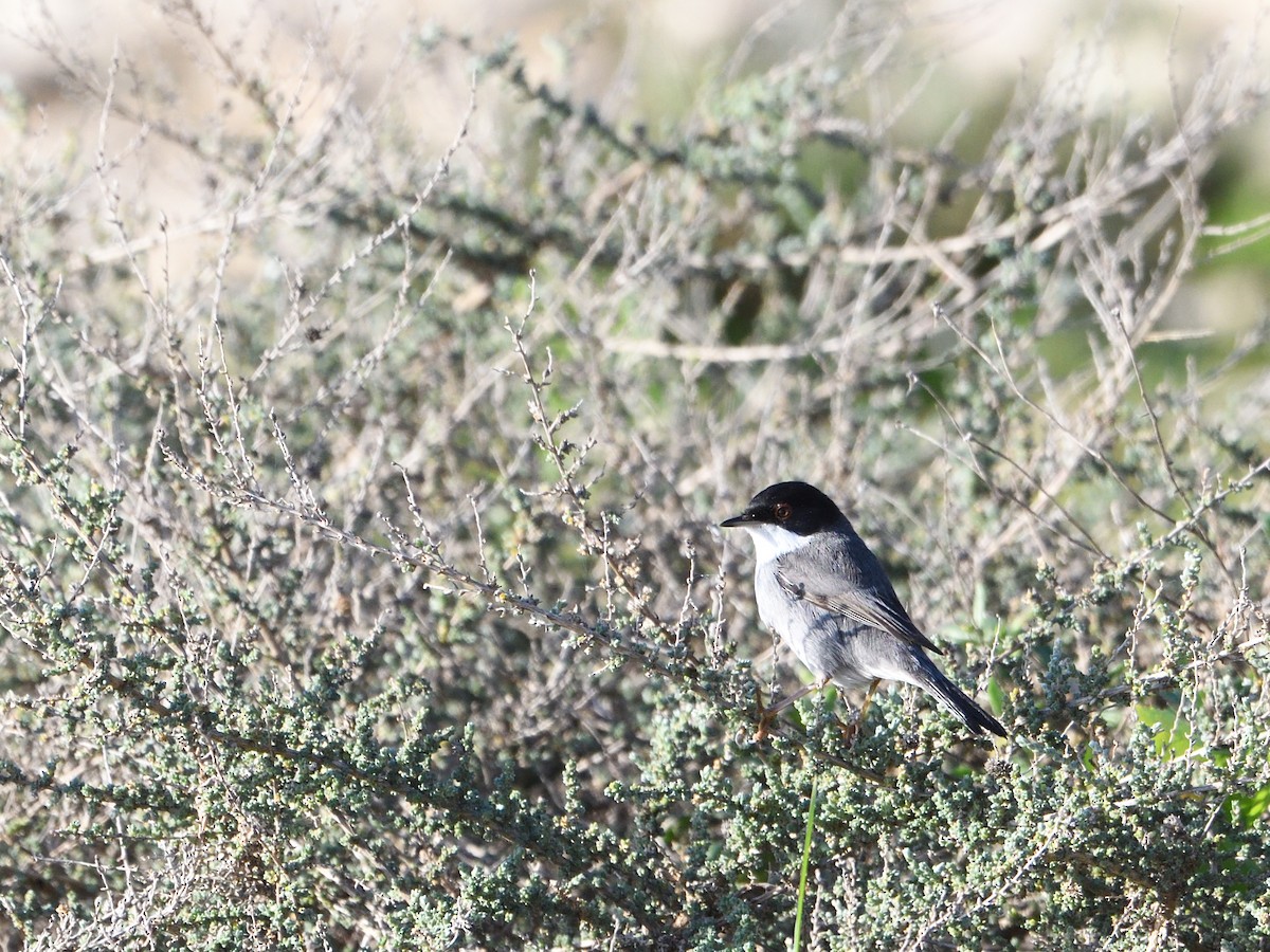 Sardinian Warbler - ML644332573