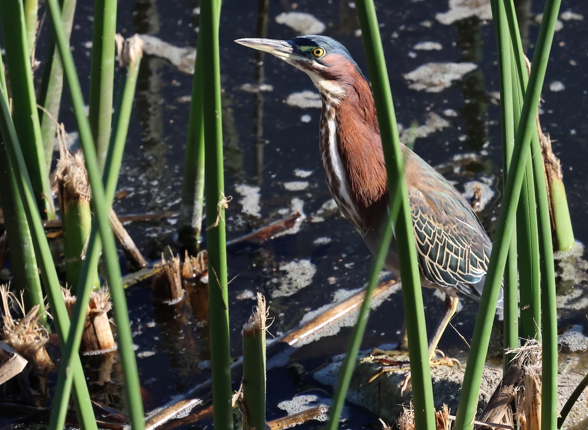 Green Heron - ML644332579