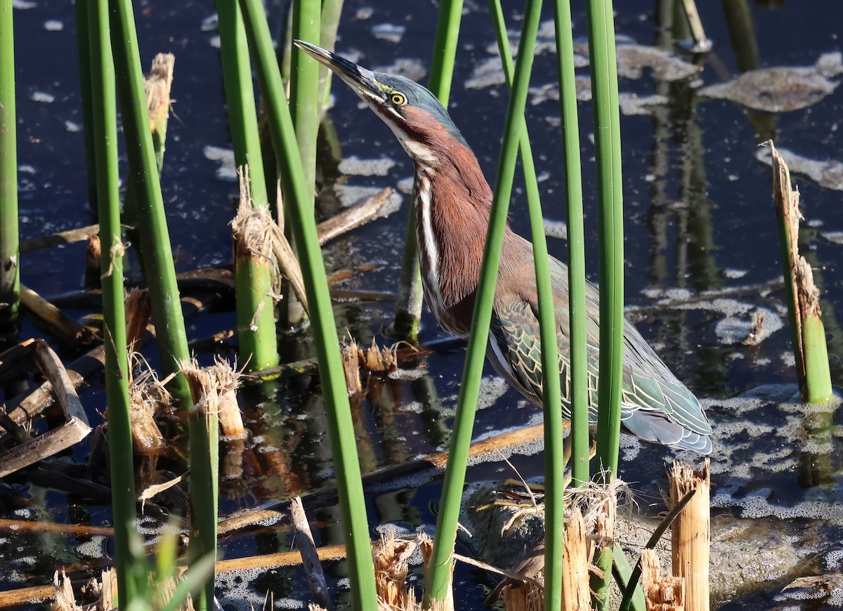 Green Heron - ML644332580