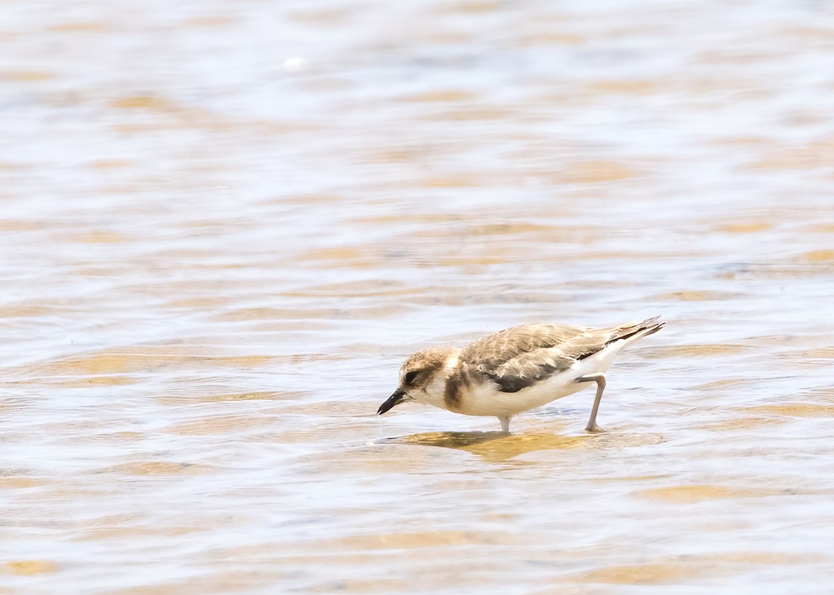 Javan Plover - ML644332587