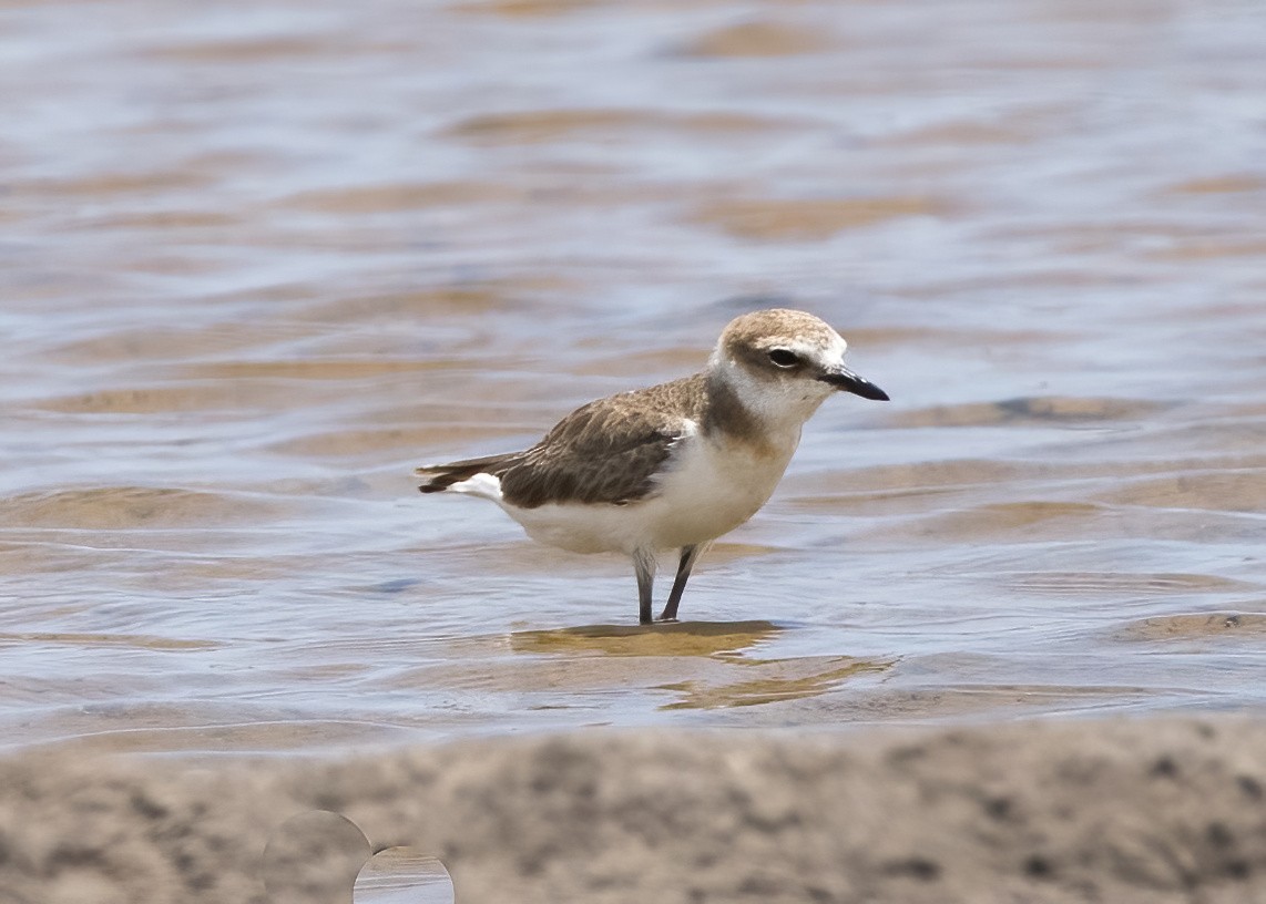 Javan Plover - ML644332588