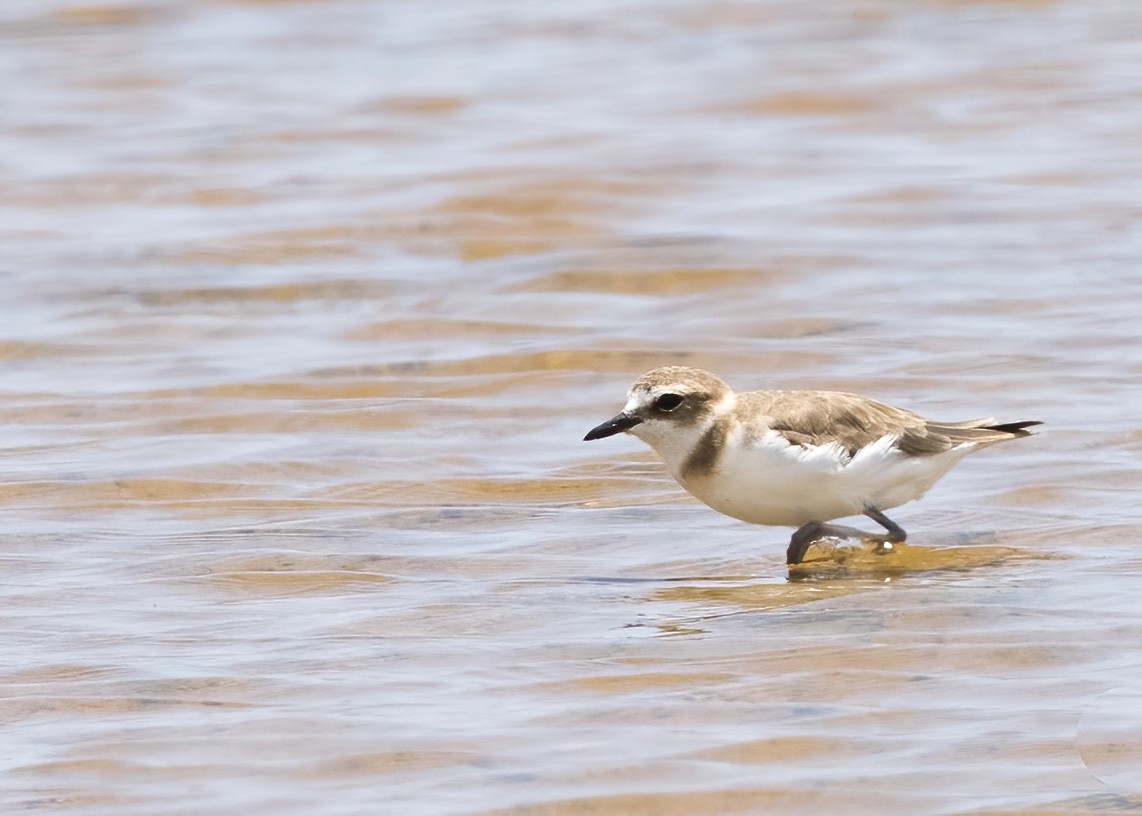 Javan Plover - ML644332589