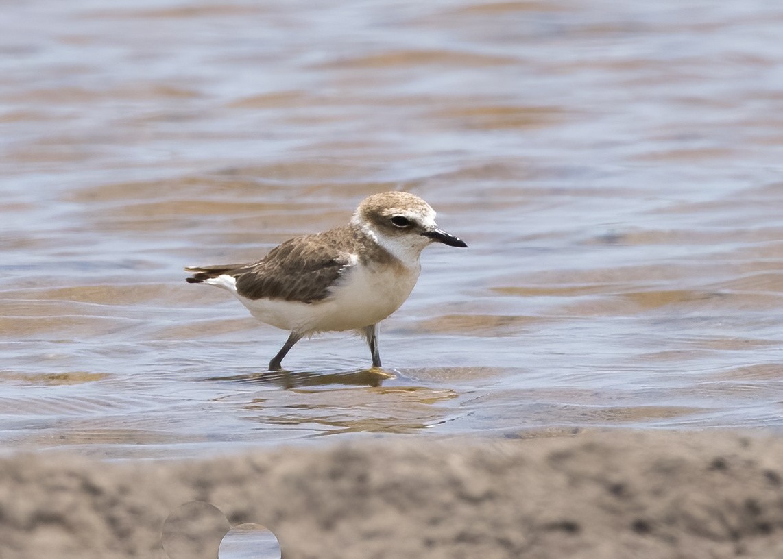 Javan Plover - ML644332590