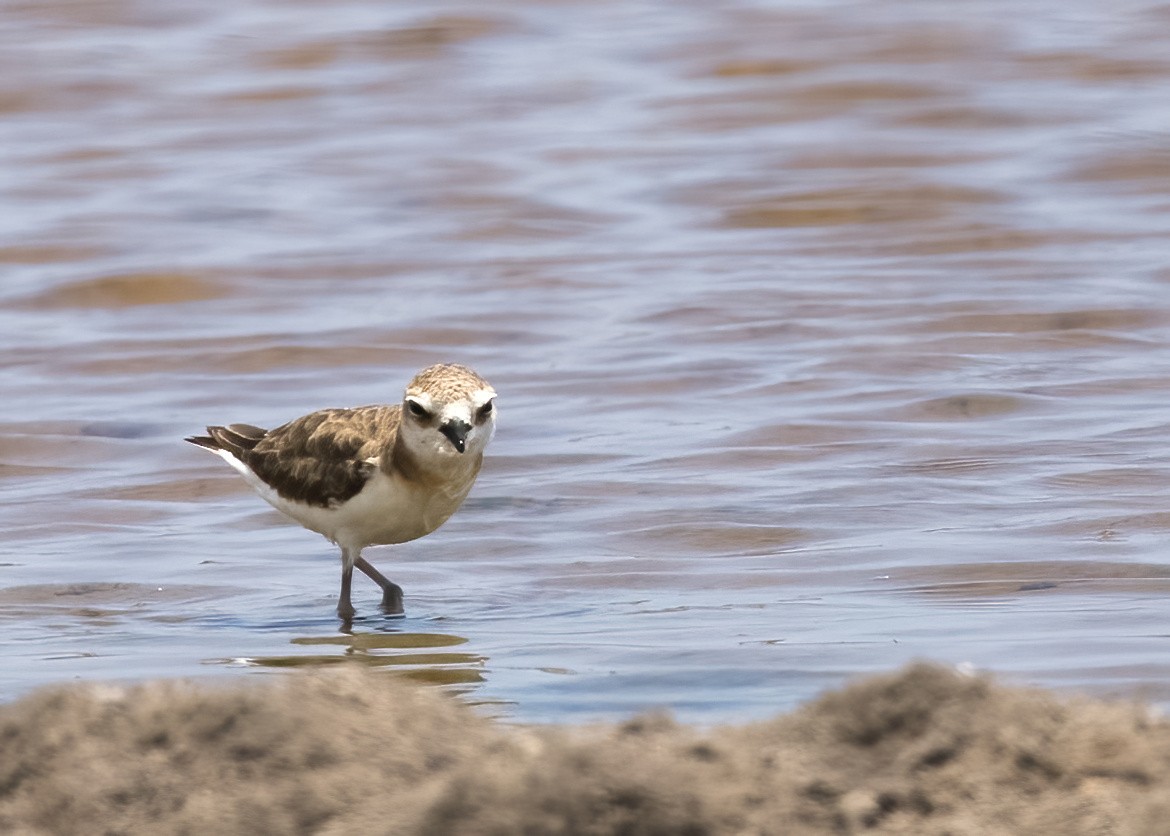 Javan Plover - ML644332591