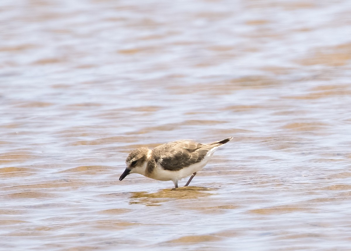 Javan Plover - ML644332593