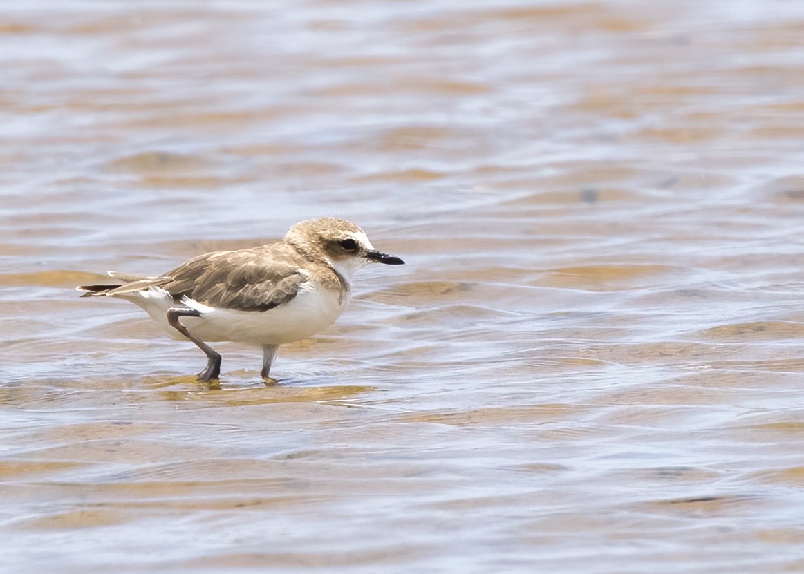 Javan Plover - ML644332594
