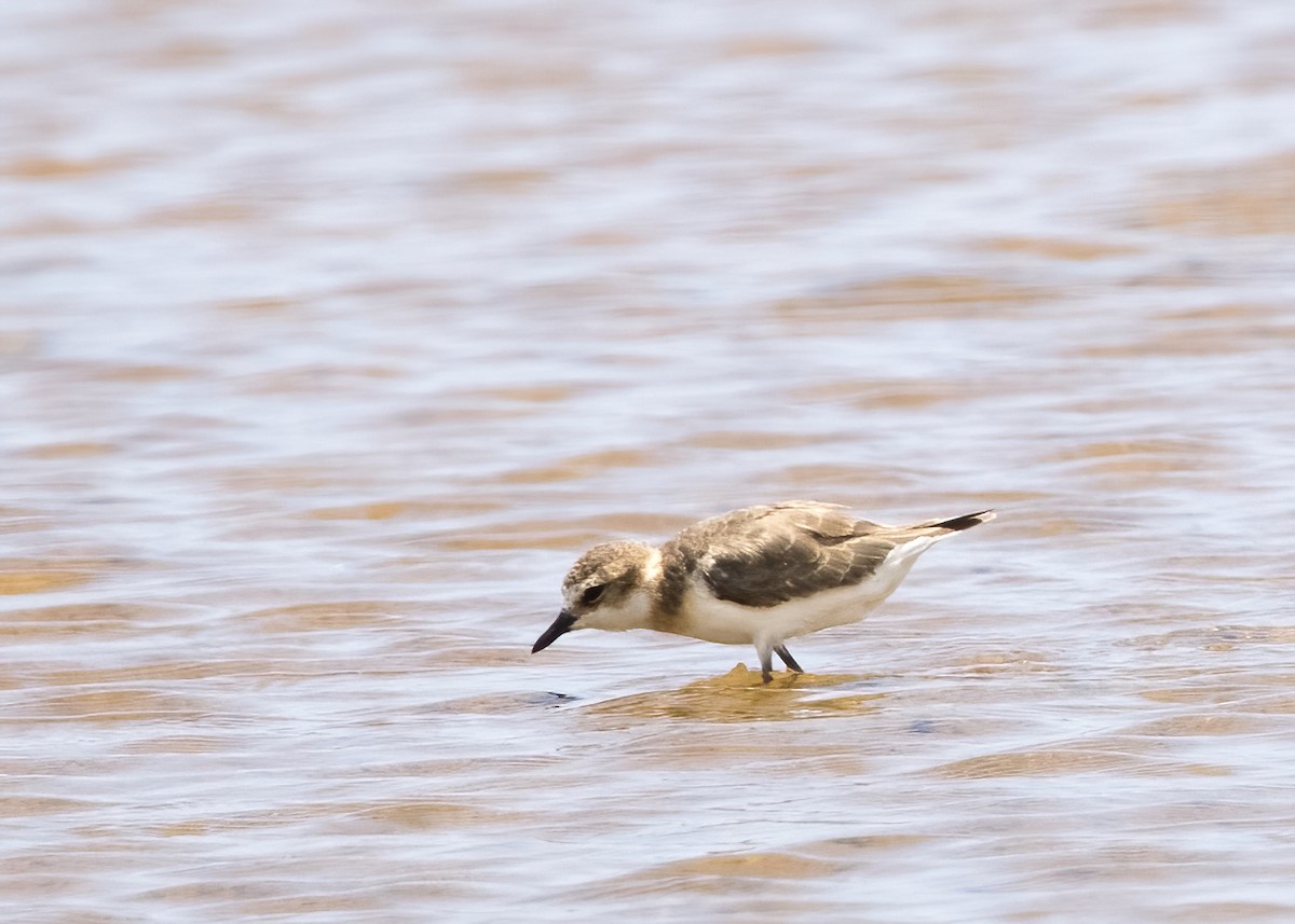 Javan Plover - ML644332597