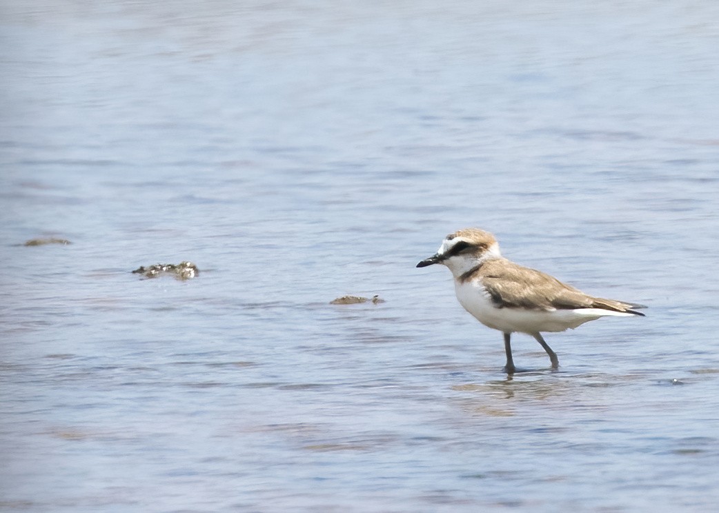 Javan Plover - ML644332598