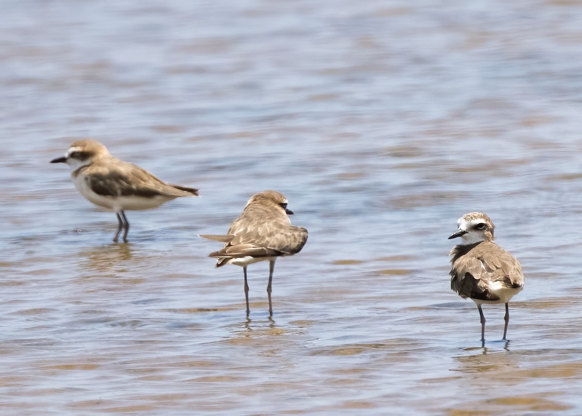 Javan Plover - ML644332599