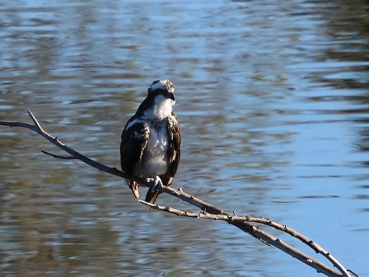 Osprey - ML644332600
