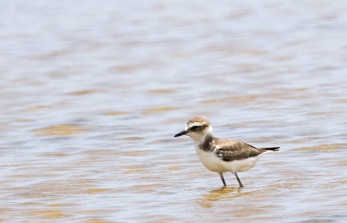 Javan Plover - ML644332601