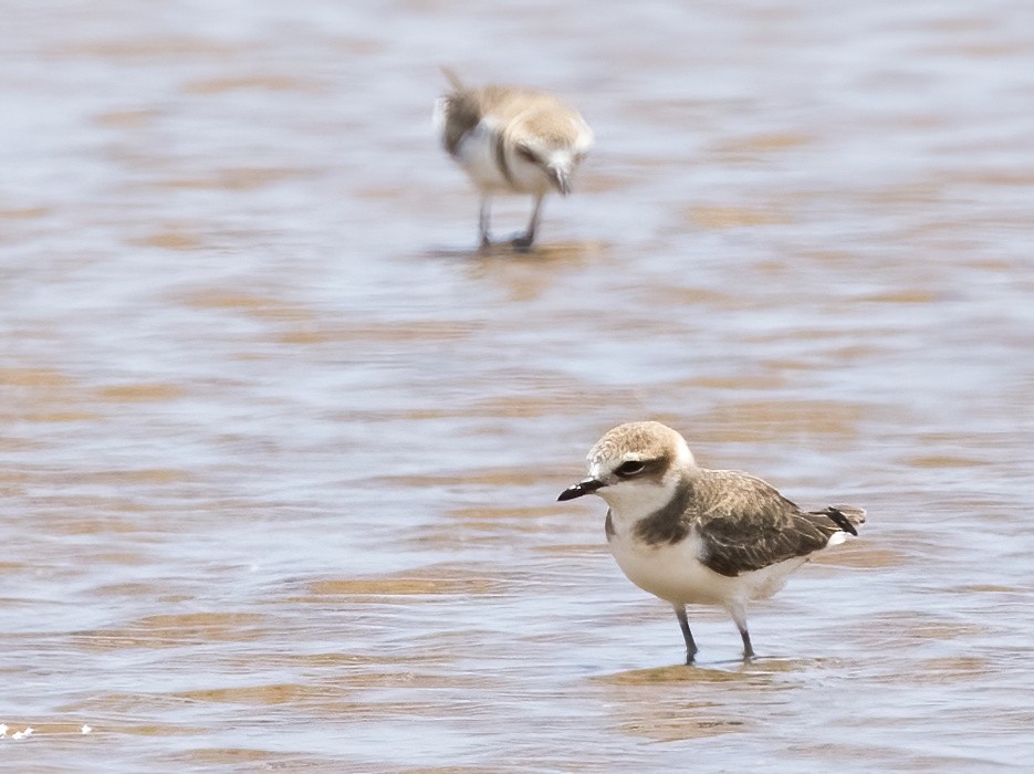 Javan Plover - ML644332602