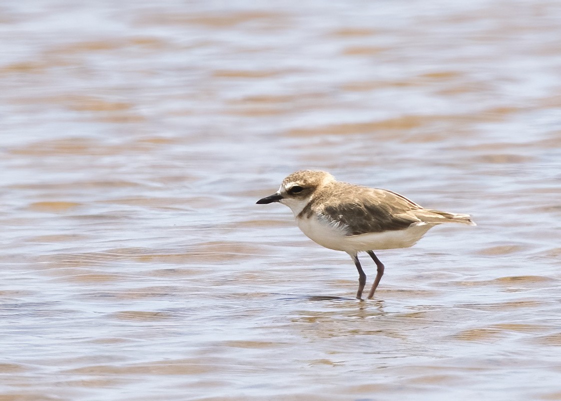 Javan Plover - ML644332603