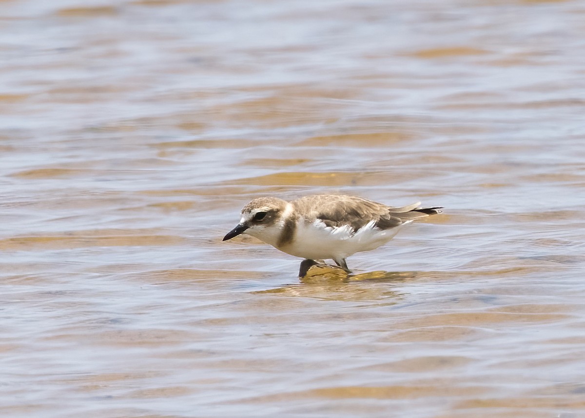Javan Plover - ML644332604