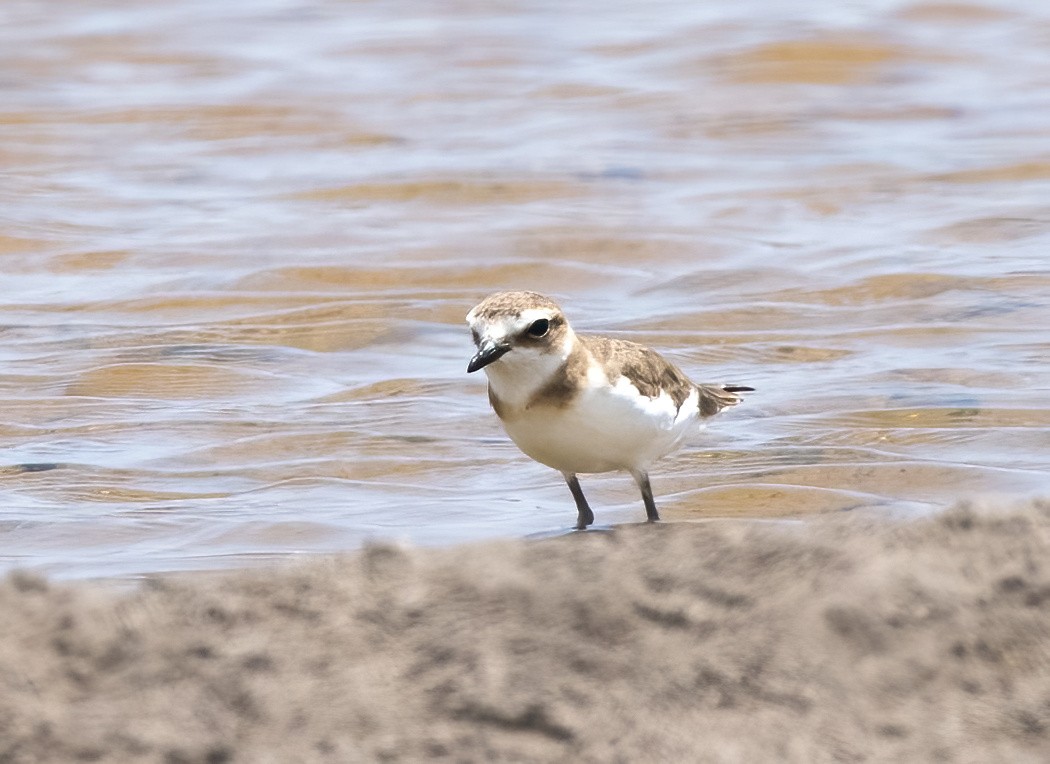 Javan Plover - ML644332605