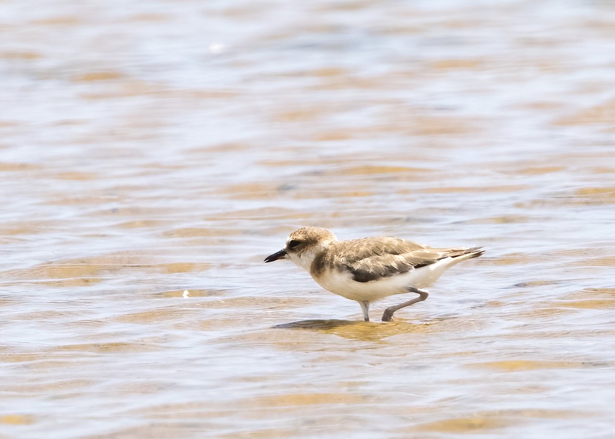 Javan Plover - ML644332606