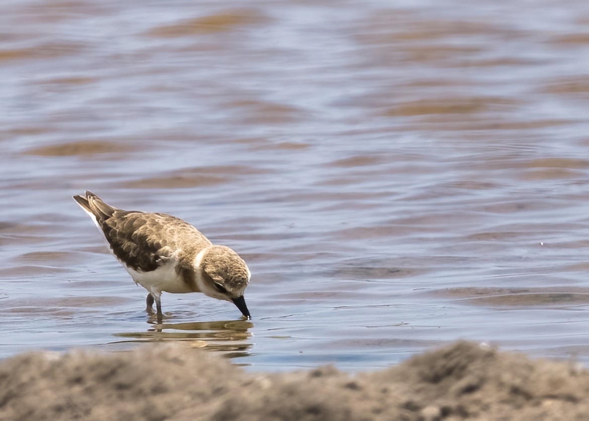 Javan Plover - ML644332607