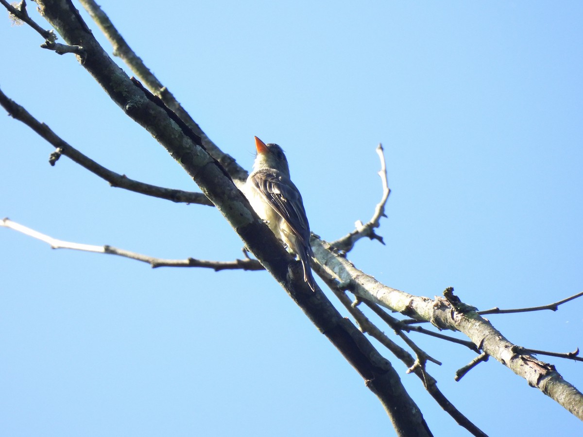Greater Pewee - ML644332617