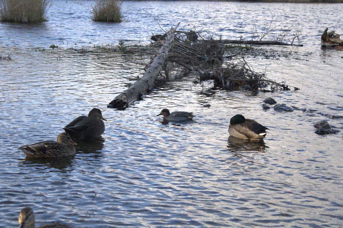 Green-winged Teal - ML644332620