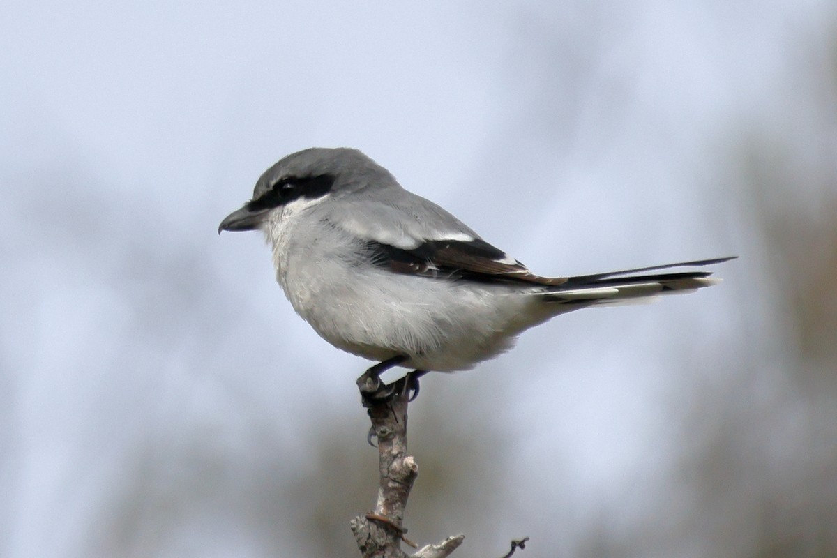 Loggerhead Shrike - ML644332622
