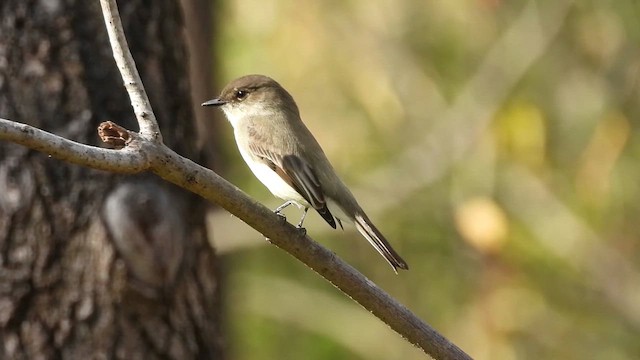 Eastern Phoebe - ML644332623