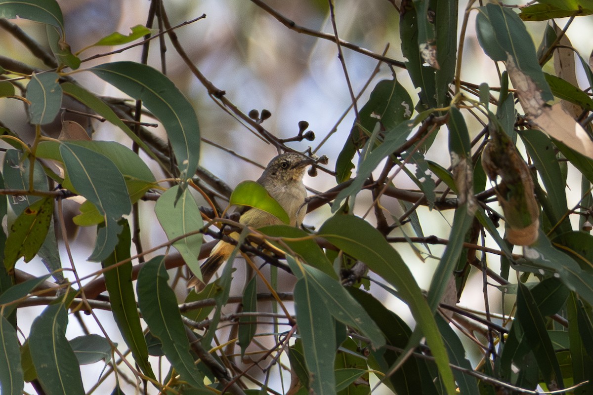 Acanthize à croupion beige - ML644332624