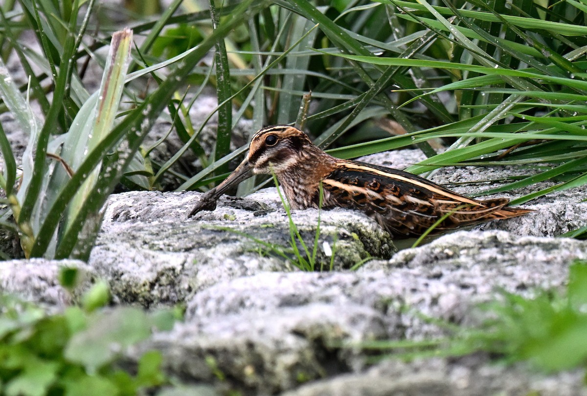 Frullino - ML644332626