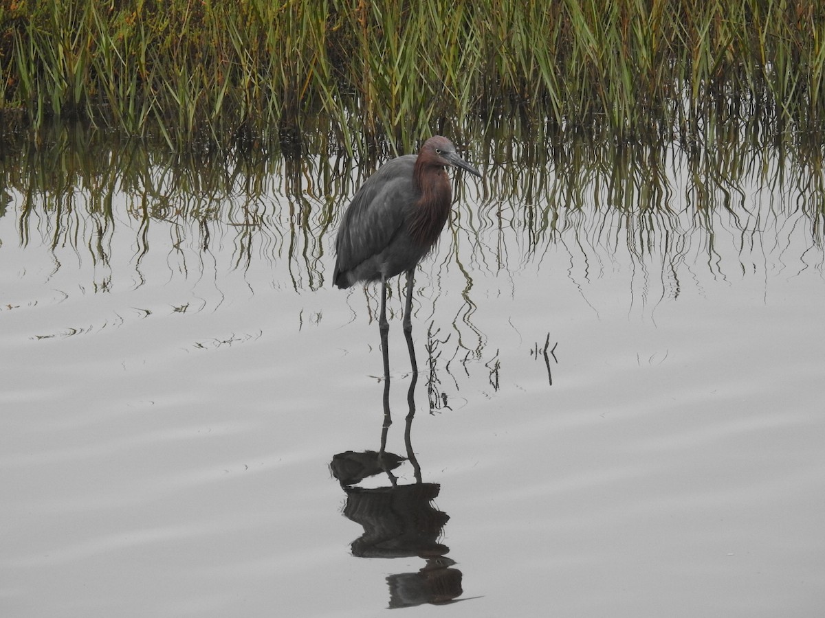 Reddish Egret - ML644332638