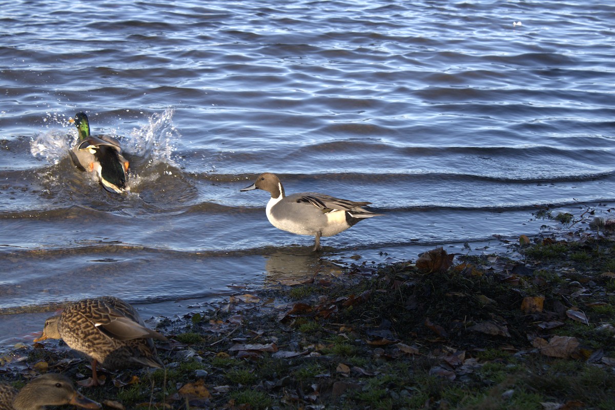 Northern Pintail - ML644332656