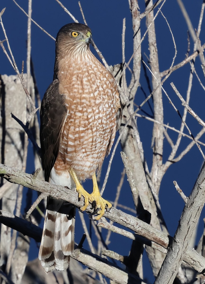 Cooper's Hawk - ML644332660