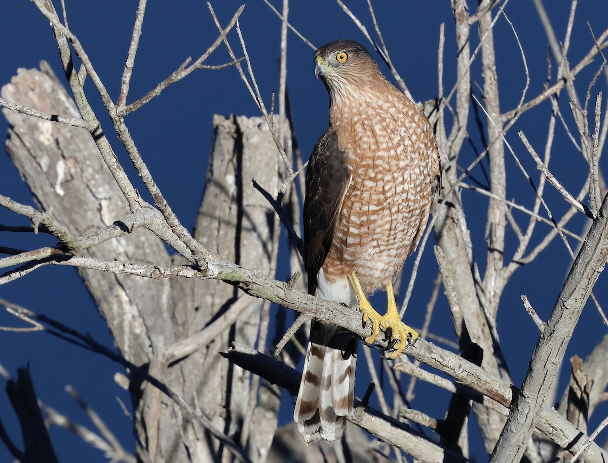 Cooper's Hawk - ML644332661