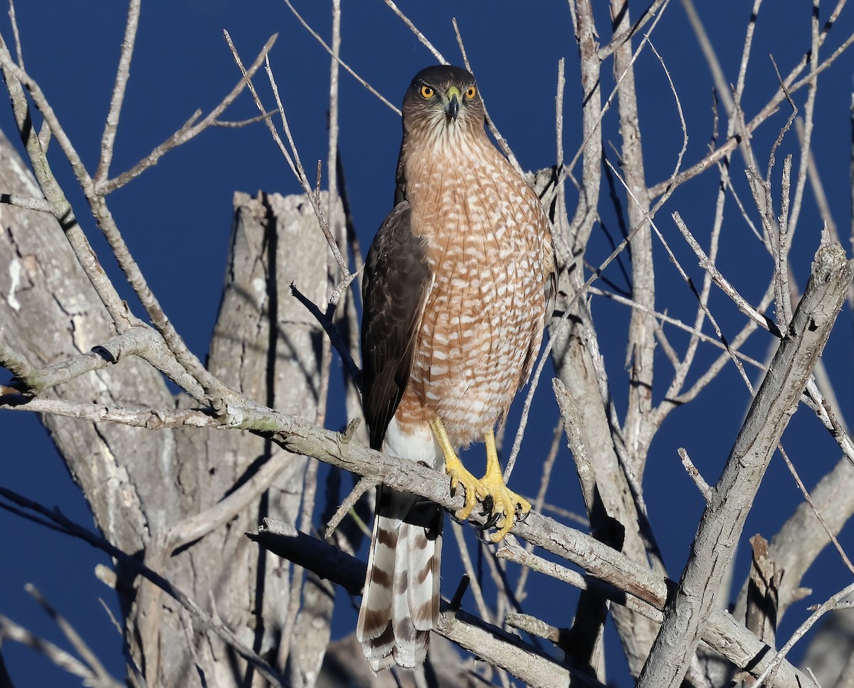 Cooper's Hawk - ML644332662