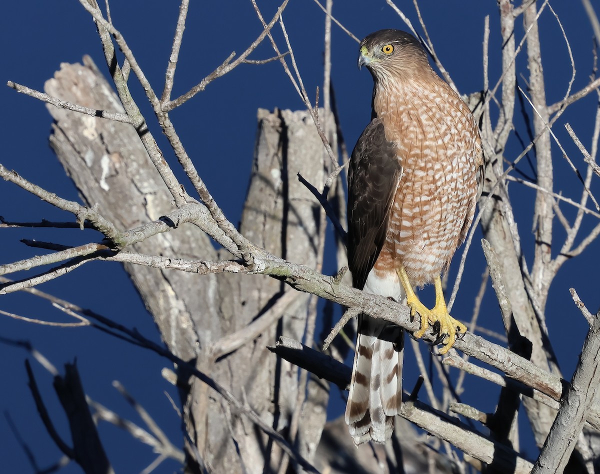 Cooper's Hawk - ML644332663