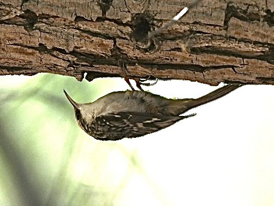Brown Creeper - ML644332703