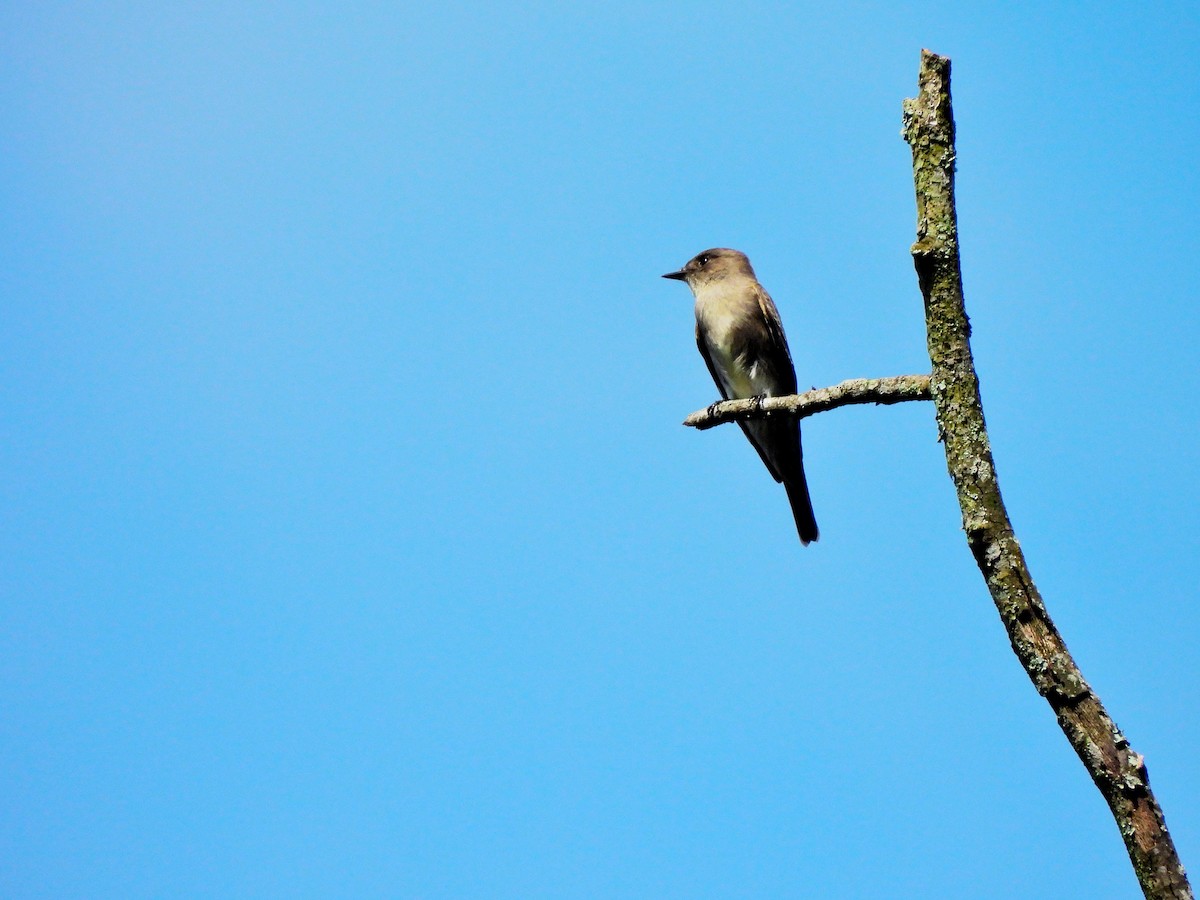 Western Wood-Pewee - ML644332716