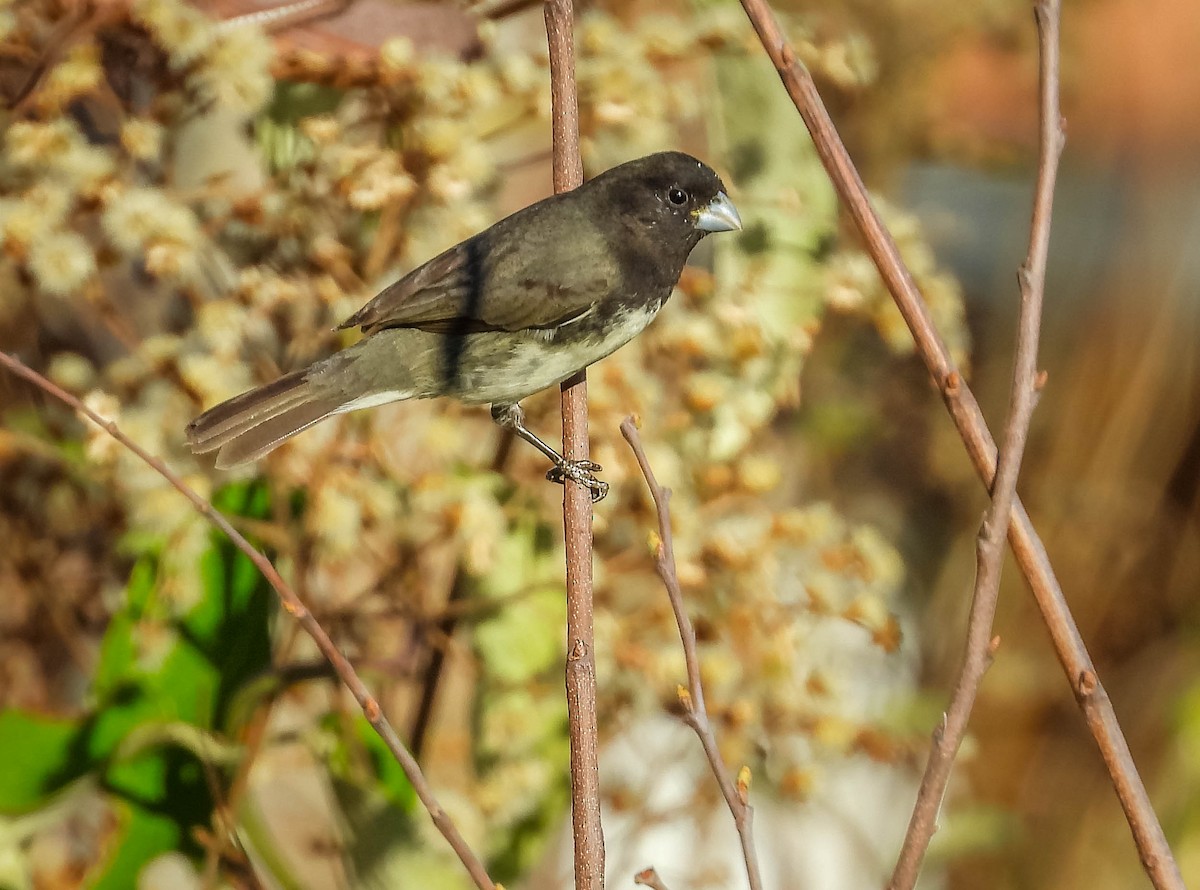 Gelbbauchspelzer - ML644332731