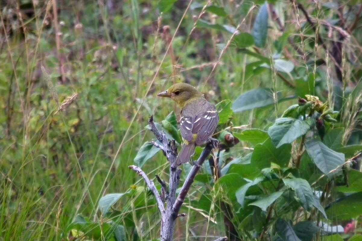 Western Tanager - ML644332733