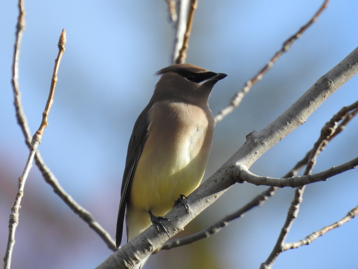 brkoslav americký - ML644332741