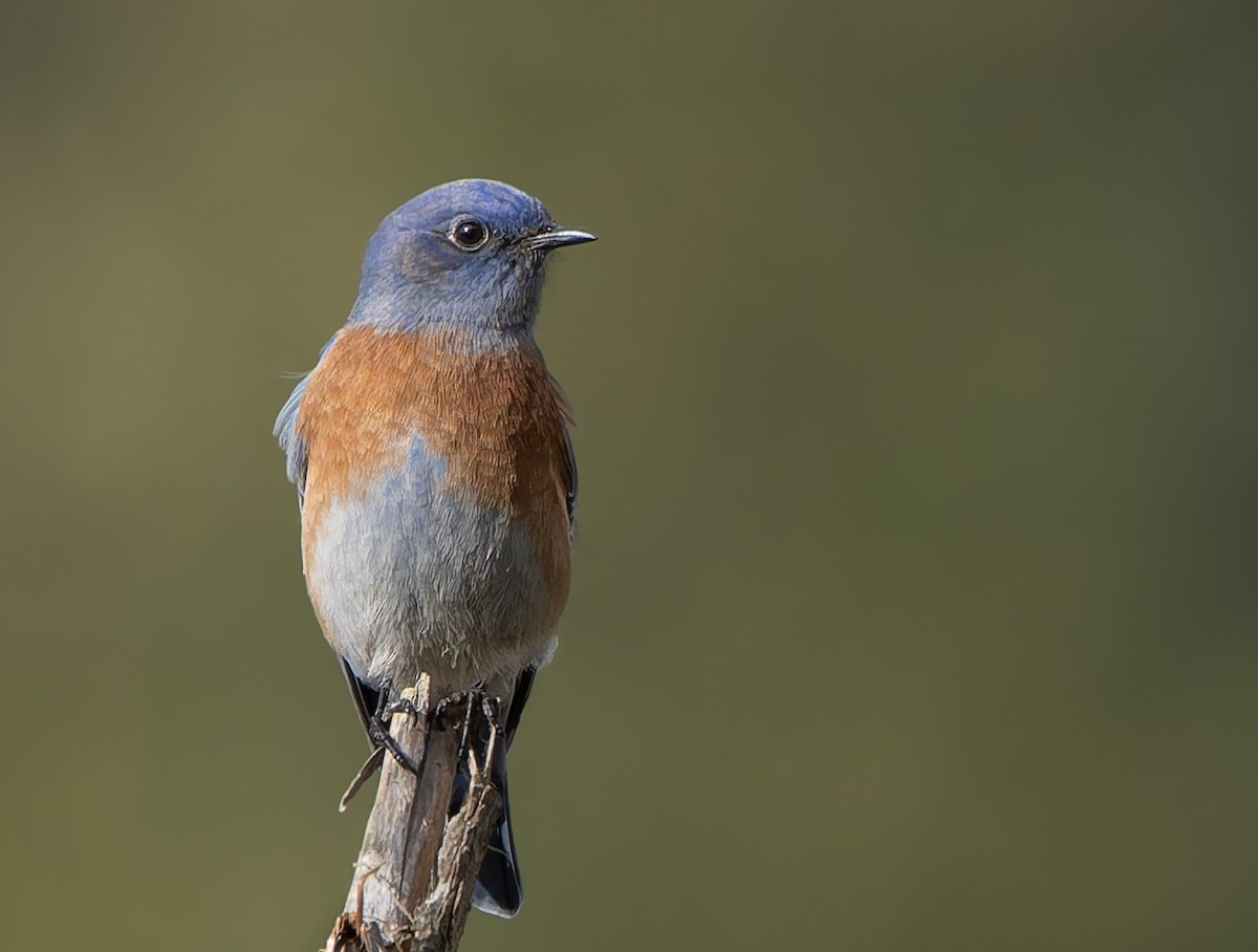 salašník západní - ML644332747