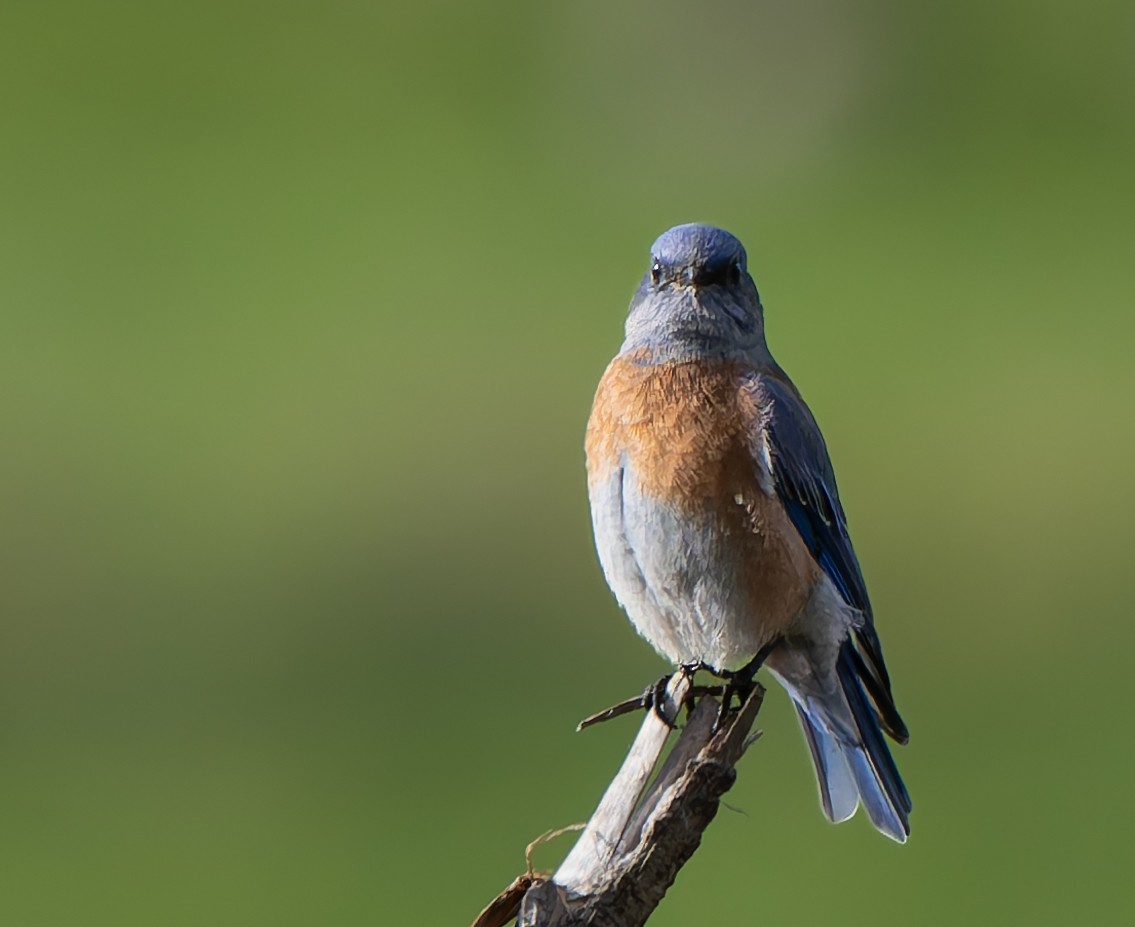 salašník západní - ML644332748